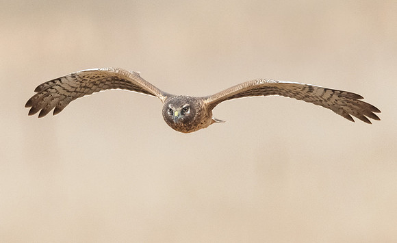 Northern Harrier