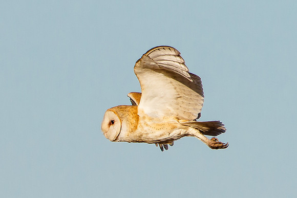 Barn Owl