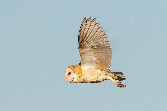 Barn Owl