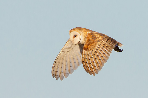 Barn Owl