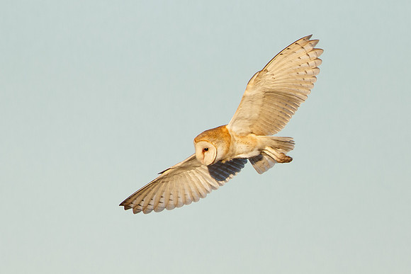 Barn Owl