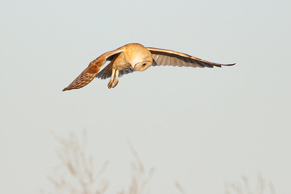 Barn Owl, hunting