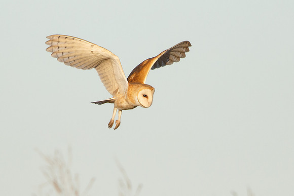 Barn Owl