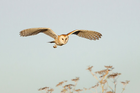Barn Owl