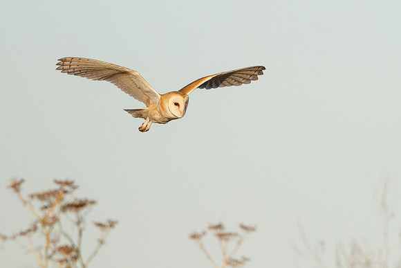 Barn Owl