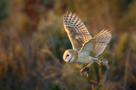 Barn Owl, with prey
