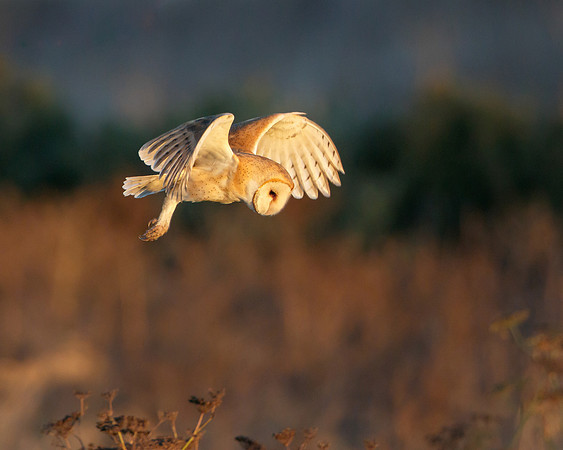 Barn Owl, hunting
