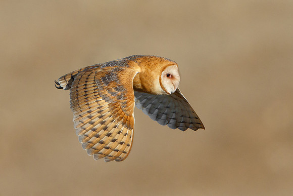 Barn Owl