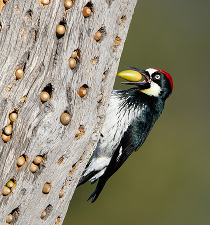 Acorn Woodpecker