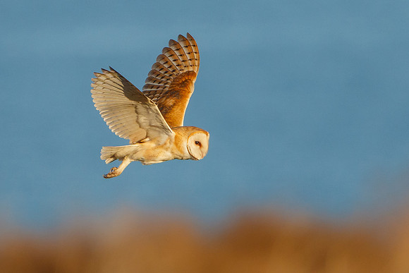 Barn Owl