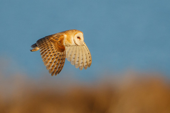 Barn Owl