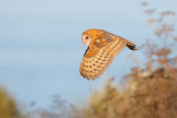 Barn Owl