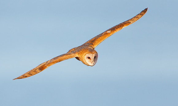 Barn Owl