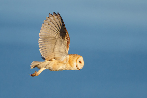 Barn Owl