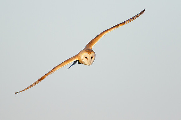 Barn Owl