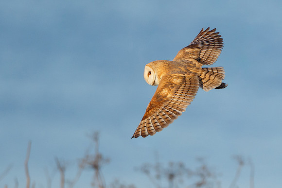 Barn Owl