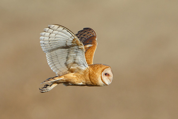 Barn Owl