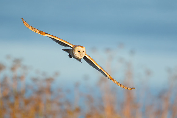 Barn Owl