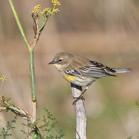 Yellow-rumped Warbler