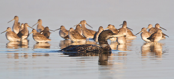 Yellow-billed Loon