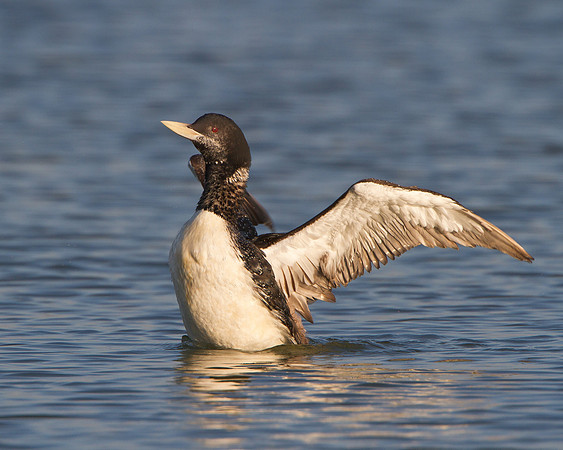 Yellow-billed Loon