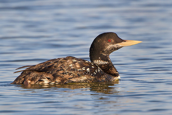 Yellow-billed Loon
