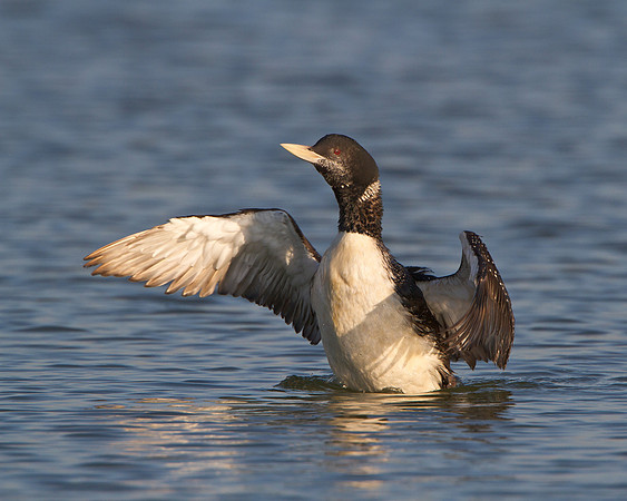 Yellow-billed Loon