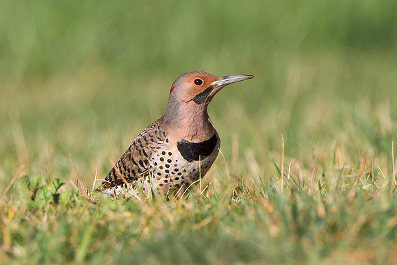 Northern Flicker, Yellow-shafted