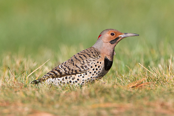 Northern Flicker, Yellow-shafted