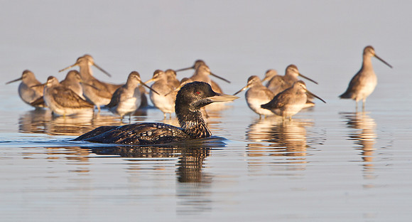 Yellow-billed Loon & dowitchers