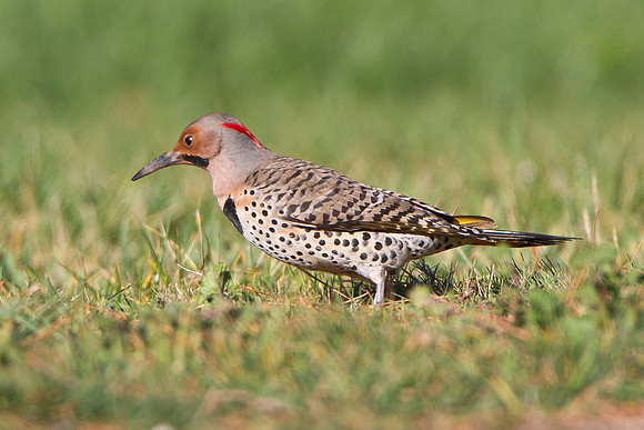 Northern Flicker, Yellow-shafted