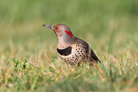 Northern Flicker, Yellow-shafted