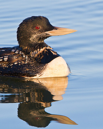 Yellow-billed Loon