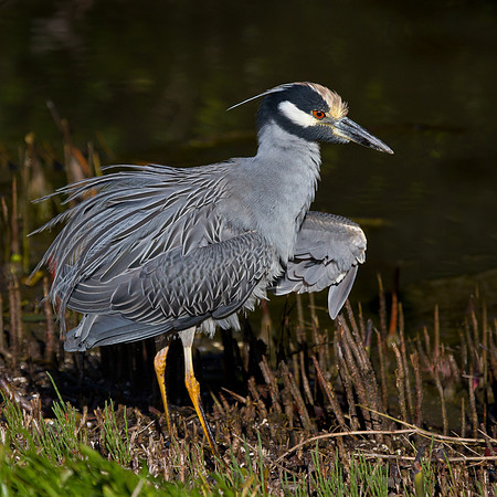 Yellow-crowned Night Heron