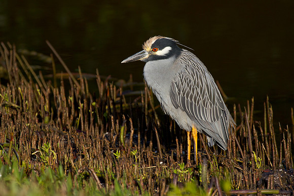 Yellow-crowned Night Heron