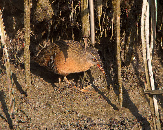Virginial Rail
