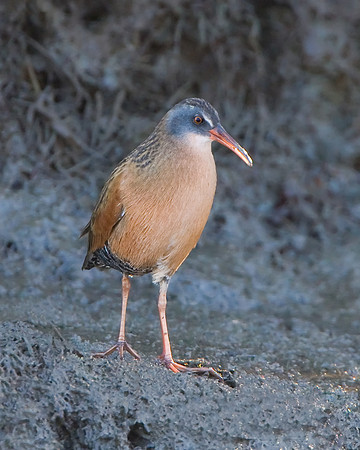 Virginia Rail