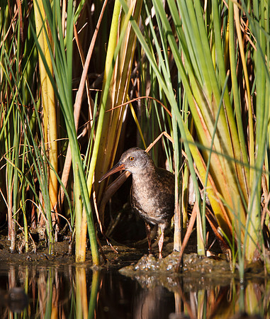 Virginia Rail, juvenile / immature
