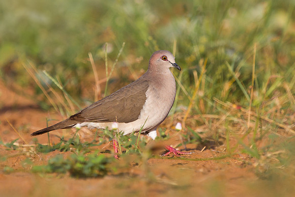 White-tipped Dove
