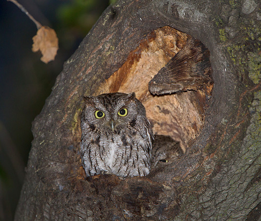 Western Screech Owls at nest cavity
