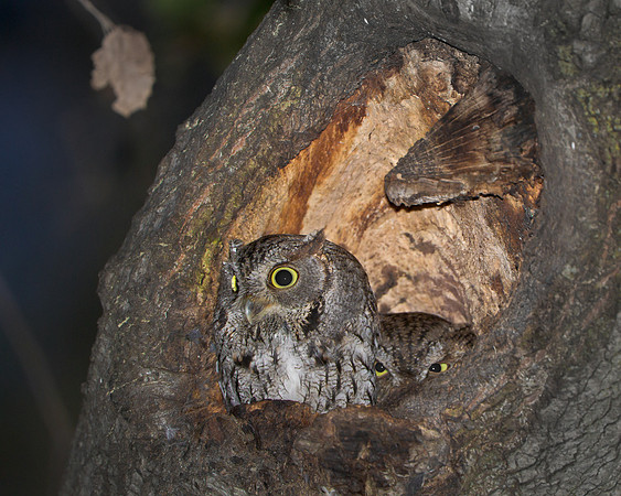 Western Screech Owls at nest cavity