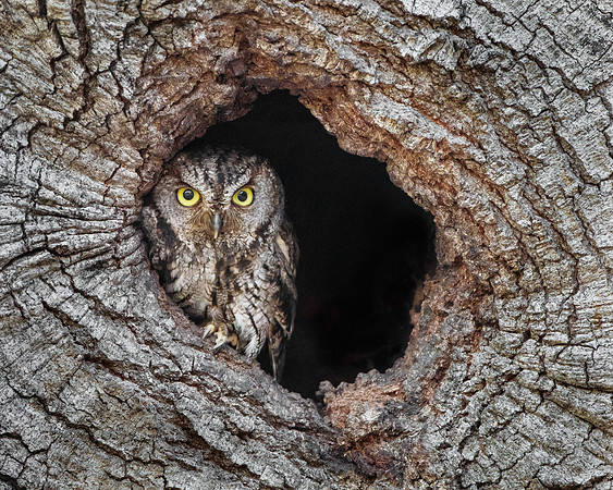 Western Screech-Owl
