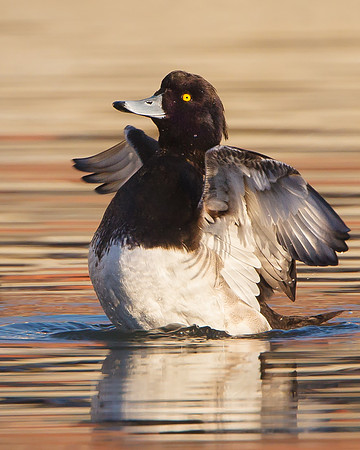 Tufted Duck