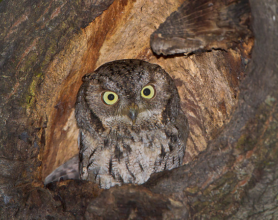 Western Screech Owl at nest cavity