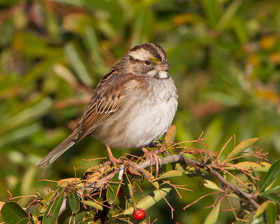 White-throated Sparrow