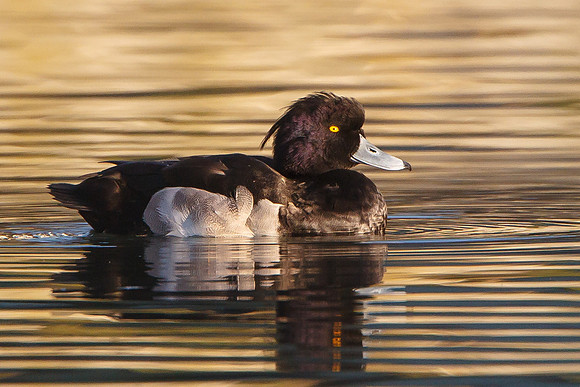 Tufted Duck