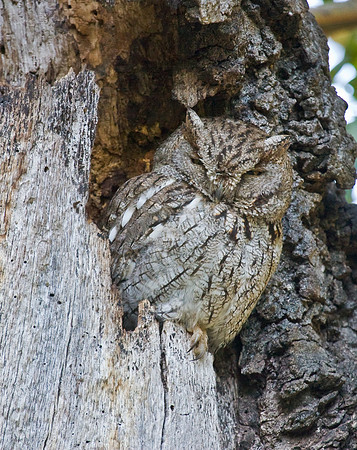 Western Screech Owl