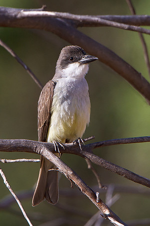 Thick-billed Kingbird