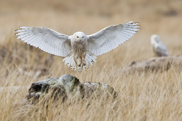 Snowy Owl
