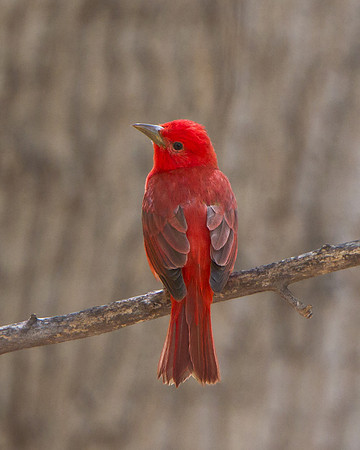 Summer Tanager